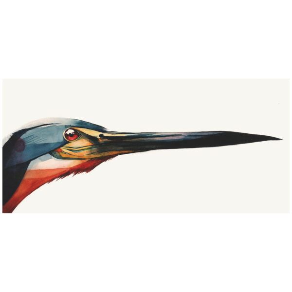 agami heron head - Image 3