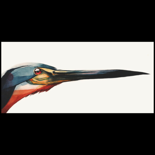 agami heron head - Image 2