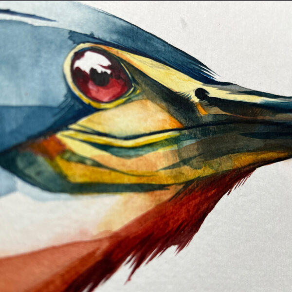 agami heron head - Image 5