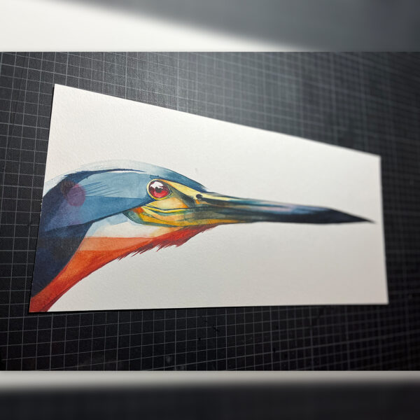 agami heron head - Image 4