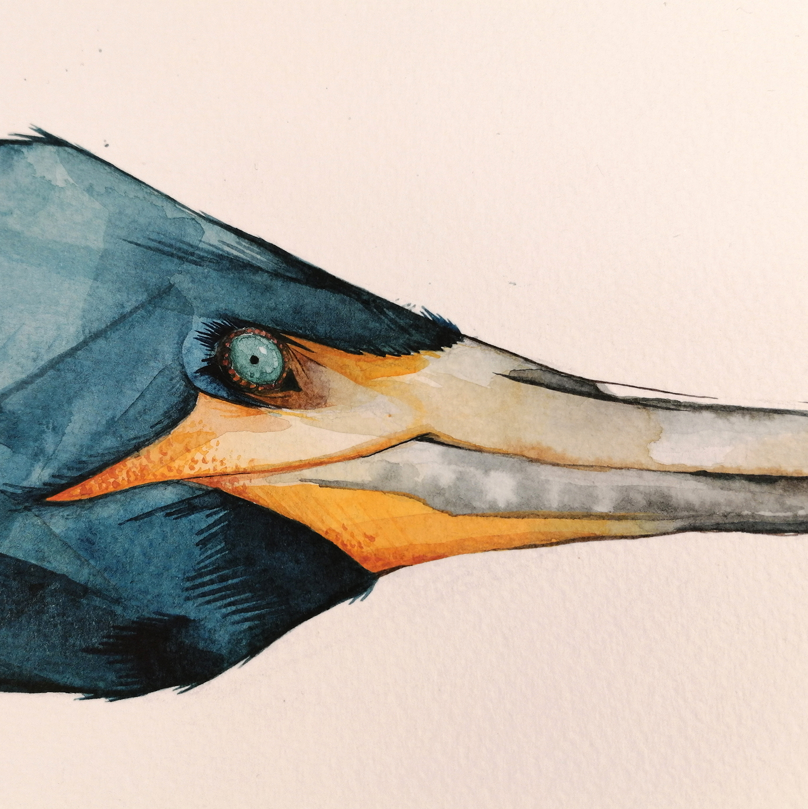 Great Cormoran Head - Image 6