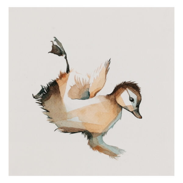 mandarin duck falling 3 - Image 3