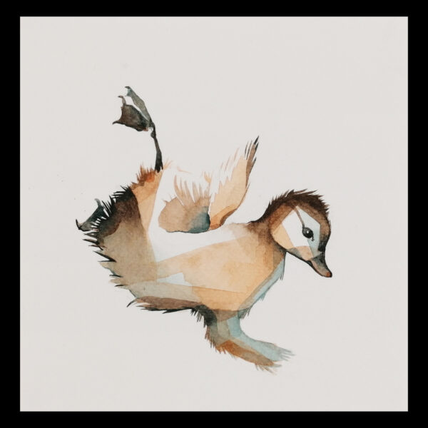 mandarin duck falling 3 - Image 2