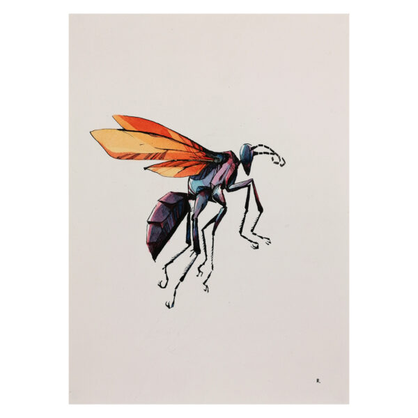 tarantula wasp - Image 3