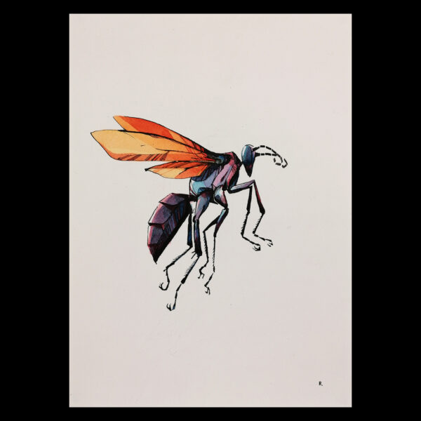 tarantula wasp - Image 2